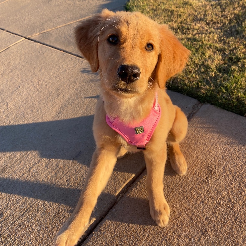 Dog Harness